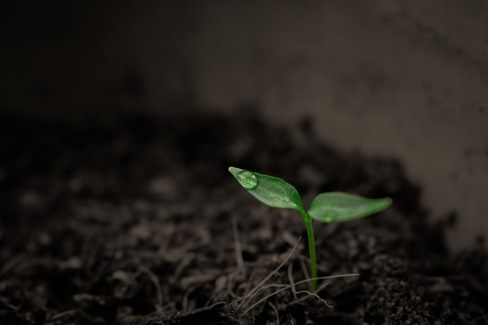 Odoo • Image et Texte
